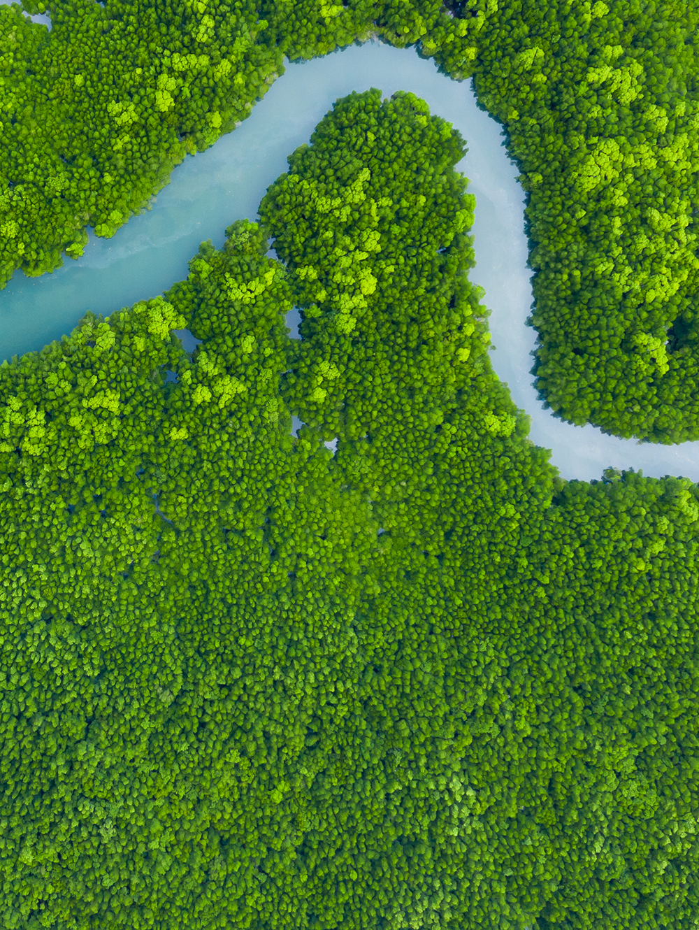 Our Flagship Sustainability Initiatives