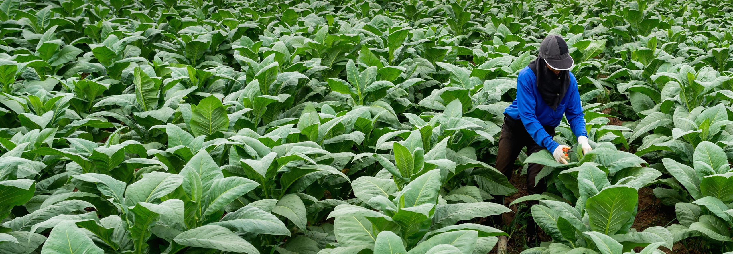 Enhancing farmers’ livelihood