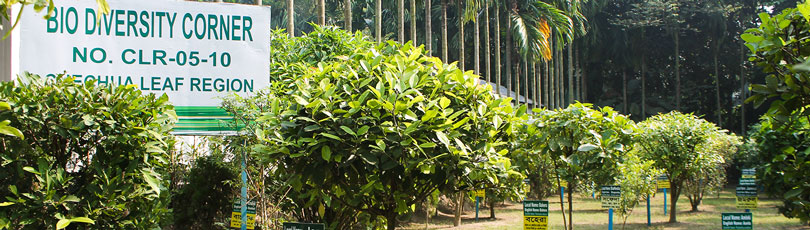 Biodiversity Corners